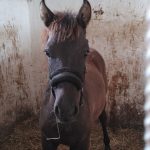 2023.10.11 - nowy koń z Iwonicza (1)