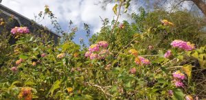 IMG 20201212 WA0024